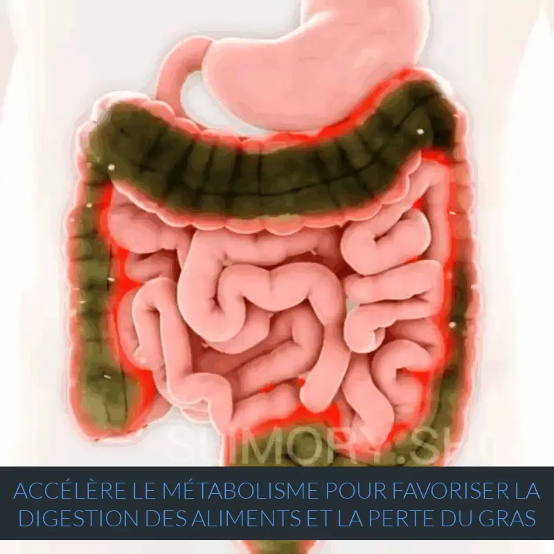 BRAGAS ADELGAZANTES (3143-CH) (2500 20000) GIF 6