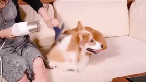 secador mascota 1395 (S 39 S 120) 7